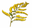 Goldenrod Meadows